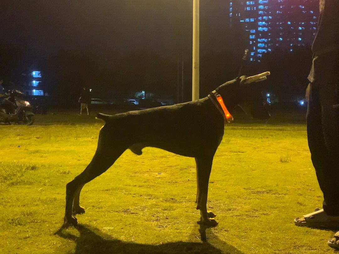包含失败后球员深夜训练，豁出去了的词条